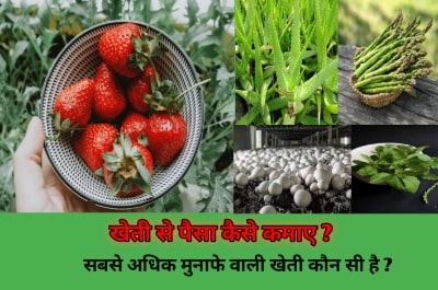 सबसे अधिक मुनाफे वाली खेती