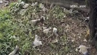 जतिंगा , असम