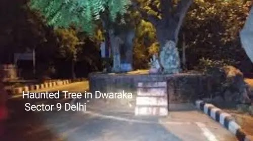 दिल्ली की ये 5 जगहें सबसे भूतिया क्यों मानी जाती है । haunted tree dwarka sector 9 delhi photo