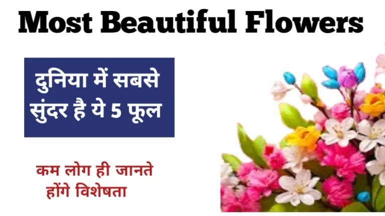 most beautiful flower
