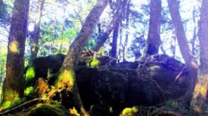 aokigahara forest, japan