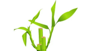 fengshui kya hai bamboo tree