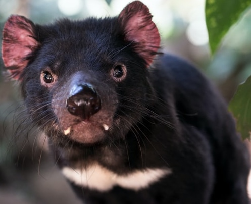 तस्मानियाई डैविल