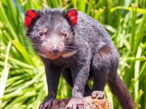 तस्मानियाई डैविल