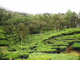 10 Most Beautiful Places in the World - दुनिया की 10 सबसे खूबसूरत जगह tea garden hill