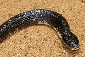 इंडियन क्रेट