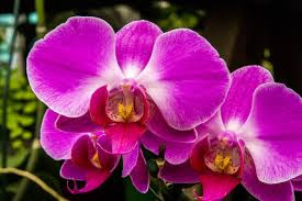 orchid flower
